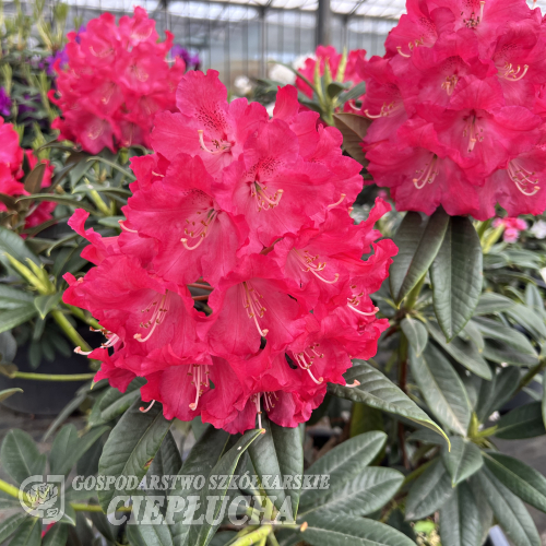 Рододендрон гибридный Британния